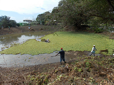 Belair pond overgrown with lilies.