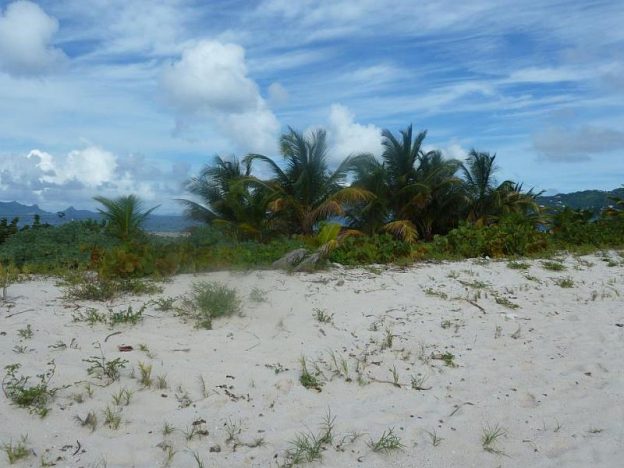 On Sandy Island Carriacou.
