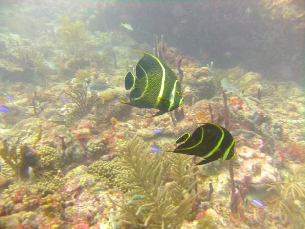 Angelfish on the reefs around Carriacou.