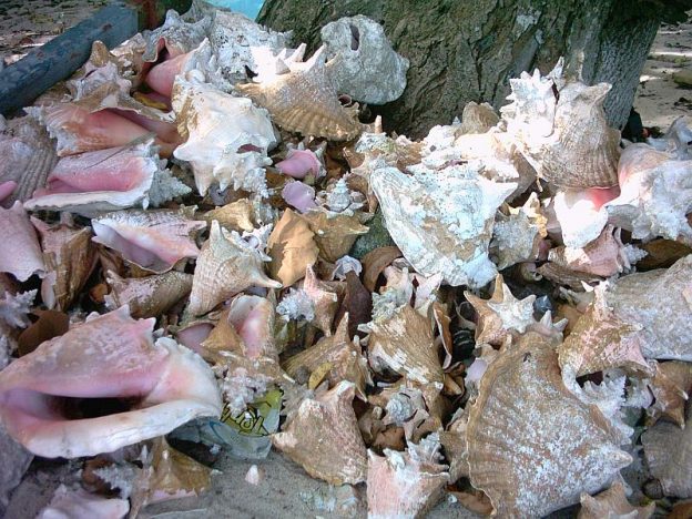Conch shells on the beach.