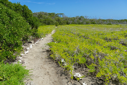 Path to petite Carenage beach on Carriacou.