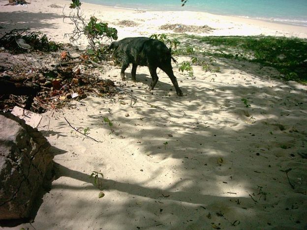 Pig on the beach of Carriacou.
