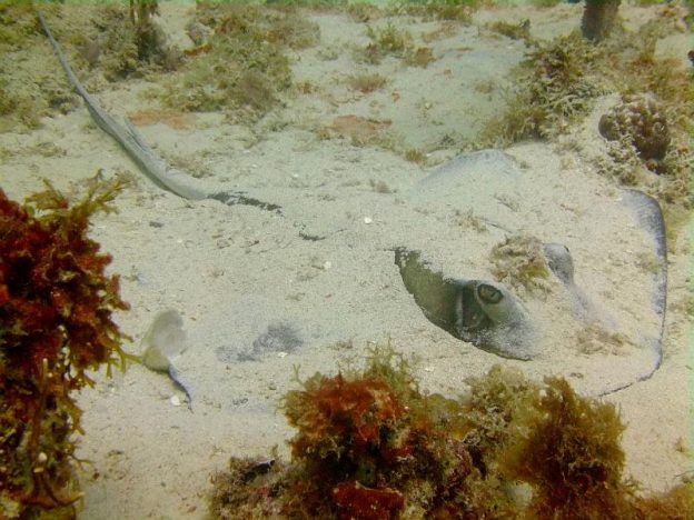 Stingray at the dive spot whirlpool Mabouya Island Carriacou.