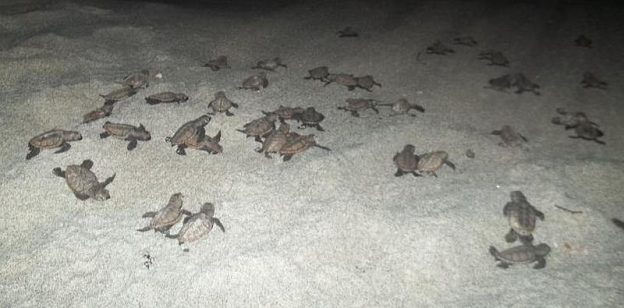 Baby turtles running for the shoreline at night.