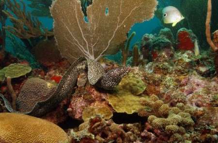 Carriacou diving moray eels and seafans.