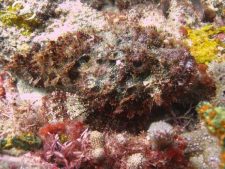 The Barrel is a shallow reef dive in Tyrell Bay.