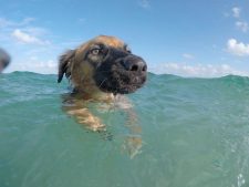 Animal Hospital of Carriacou.