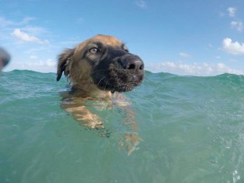 Little dog swimming in the sea at Paradise beach.