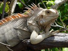 Iguana in the trees on Carriacou Island.