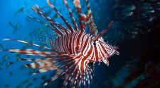 Lionfish are an undesired species.