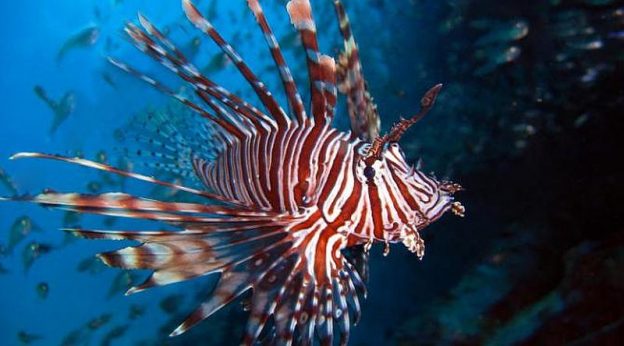 Lionfish are very pretty but the predator is very destructive.