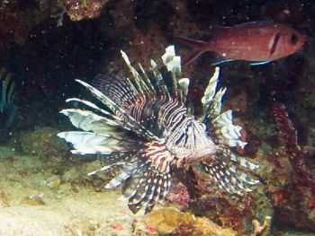 Lionfish are predators causing destruction among other fish populations.