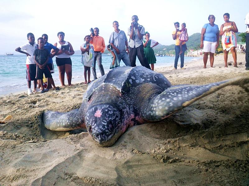 Turtle on Carriacou beach.